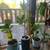 House plants 1 thumbnail