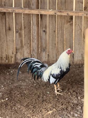 Gallo Giro  Rooster 1