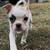 Frenchie/Pug 1 thumbnail