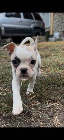 Frenchie/Pug 1