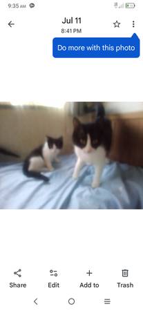 Black and white tuxedo kittens (Bellingham)63613582854273126