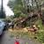 TREE REMOVAL SERVICE 16 thumbnail