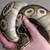 Rehoming ball pythons for small fee NO TRADES 3 thumbnail