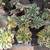 Succulents 1 thumbnail