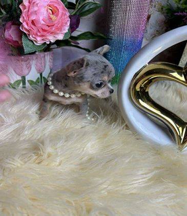 adorable mini Chihuahua 1