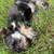 Black Miniature Schnauzer 3 thumbnail