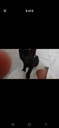 Free Kittens (Whittier)63829968616067122