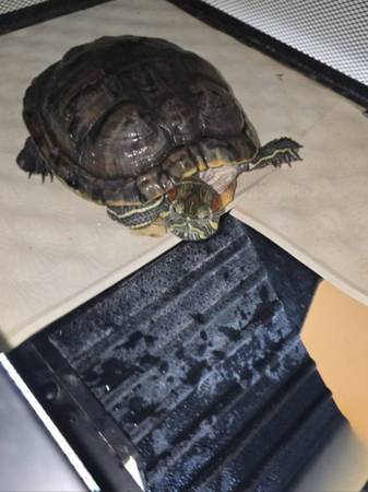 REHOMING RED EAR SLIDER TURTLE (Pasadena)63859315032449121
