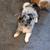 Longhaired Chiweenies 7 thumbnail