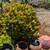 Low Maint. Plants/Plant Pots 8 thumbnail