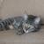 Rescued gorgeous male kitten to good home - fixed with all shots 2 thumbnail