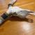 Long Horn Bull Horn Skull mount 3 thumbnail