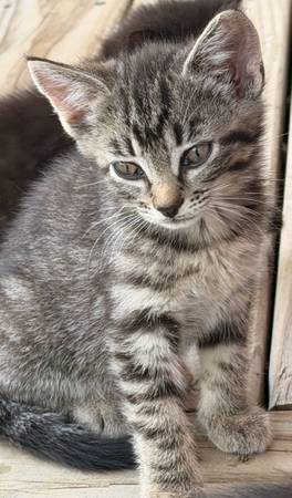 Tabby Kittens 1