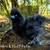 Silkies and Satin chickens/chicks 6 thumbnail