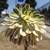 Plant --  Aeonium "Sunburst" 4 thumbnail