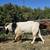 Boer buck goat 6 thumbnail