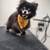 Experienced Dog Groomer 4 thumbnail