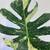 Monstera Thai Constellation 10 thumbnail
