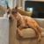 Help a Rescue Dog for a Weekend or More – Ace of Hearts Foster Needed 1 thumbnail