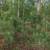 White Pine Trees 1 thumbnail