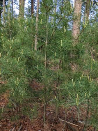 White Pine Trees 1