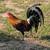 Gamefowl 4 thumbnail