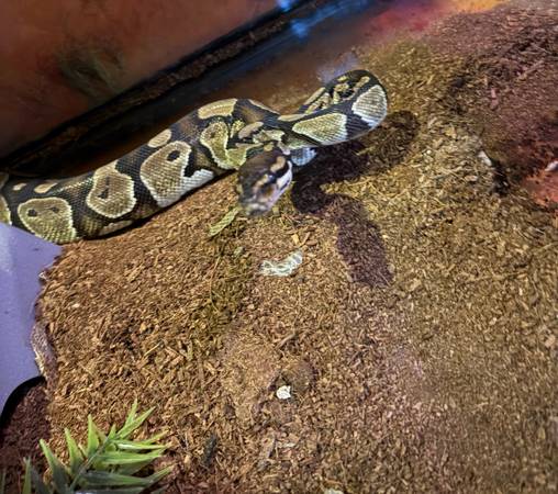Ball Python 1