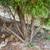 two Arborvitae 4 thumbnail
