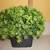 8.5" Faux Boxwood Topiary In Ceramic Pot "Live" 3 thumbnail