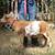 ADGA Nigerian Dwarf Goats 12 thumbnail