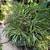 ***** Many Nice Spider Plants ***** 1 thumbnail