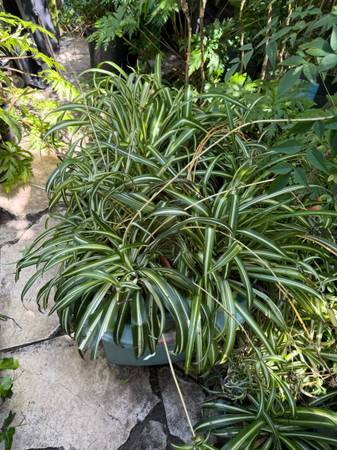 ***** Many Nice Spider Plants ***** 1