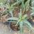 Young Aloe Trees 4 thumbnail
