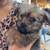 Fluffy puppy mix 5 thumbnail