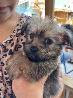 Fluffy puppy mix (San Diego)63914315392514124