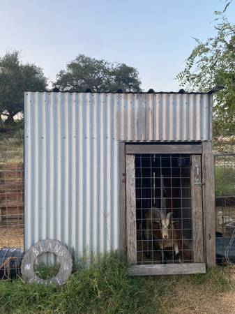 Cabras enanas nigerianas (Kempner)63839343930241122
