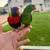 Scaly breasted lorikeet 2 thumbnail