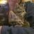 Kittens 5 thumbnail