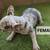 French bulldogs fluffy carrier 8 thumbnail
