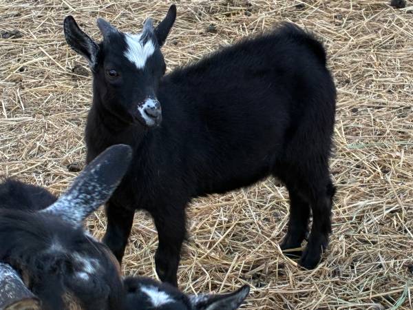 Nigerian Dwarf 1