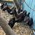 Serama chicks! 5 thumbnail