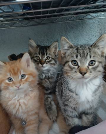 Buscando amor? (richmond / point / annex)63861571366017120