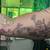 Tattoo Art Work Apprentice Prices 8 thumbnail