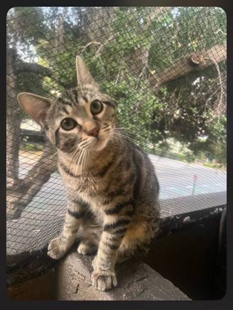 Cat 1