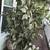 Large fake tree 3 thumbnail