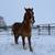 3 year old gelding 9 thumbnail