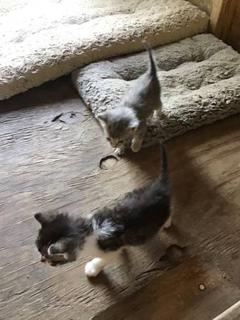 Kittens (Beaver Creek)63961118154370120
