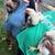 Laying Hens 3 thumbnail