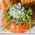 Unique Succulent Topped Pumpkins & Gourds Great Fall Decor 5 thumbnail