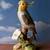Beautiful Jonathan Byron Porcelain Cockatiel 1 thumbnail